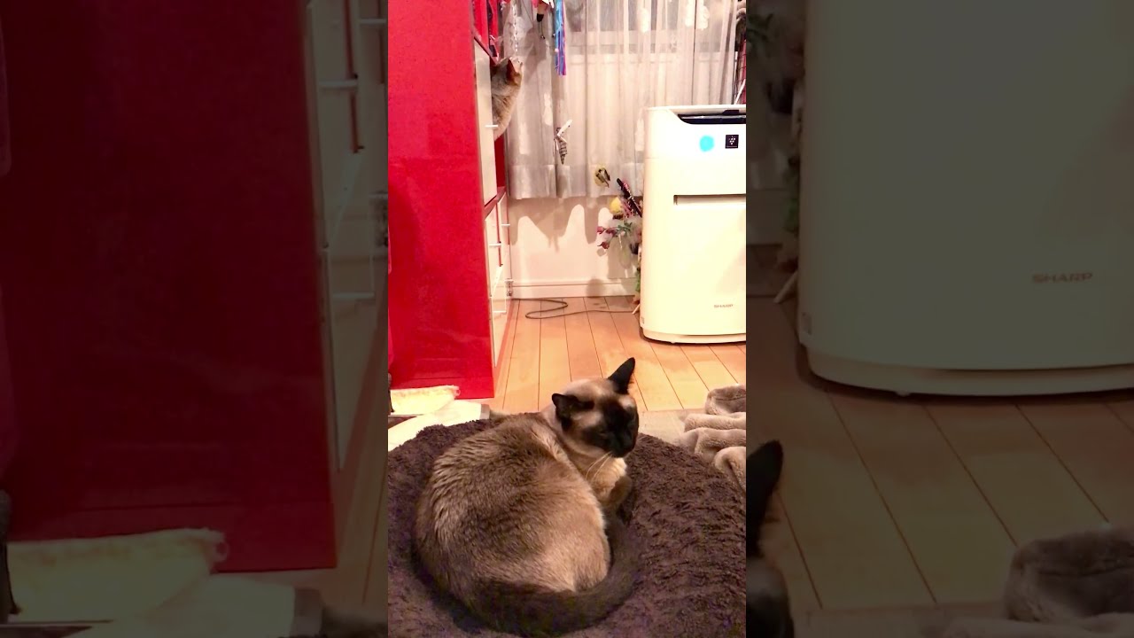 まったり中のたぬき猫をちょっと驚かしちゃうシンガプーラなのにゃ♪