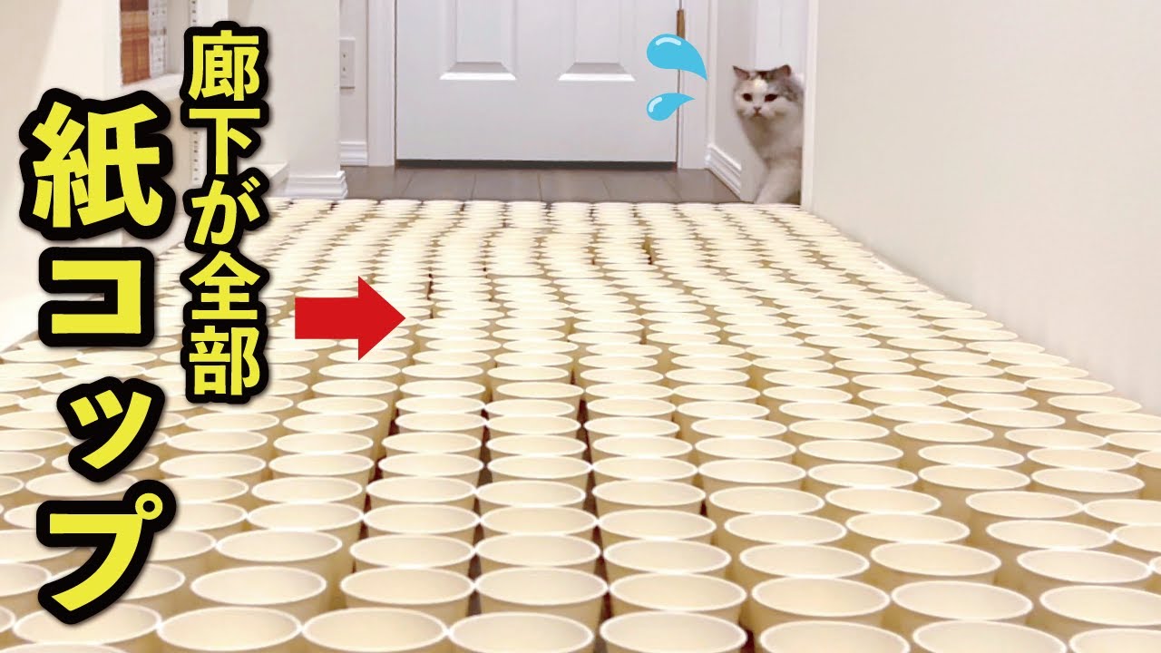 廊下が全部紙コップだった時の猫の反応が賢すぎた件【紙コップチャレンジ】【関西弁でしゃべる猫】