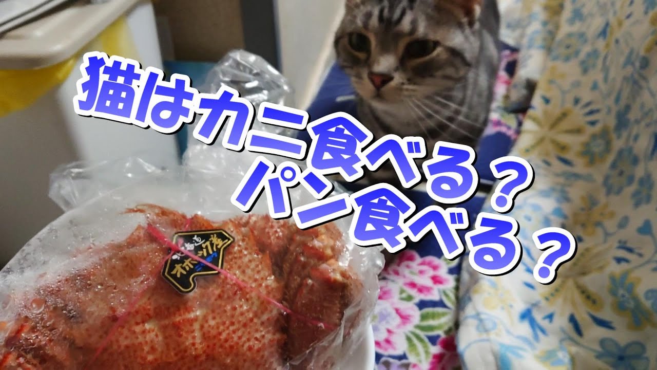 猫はパン食べる？カニ食べる？？（アメリカンショートヘア）