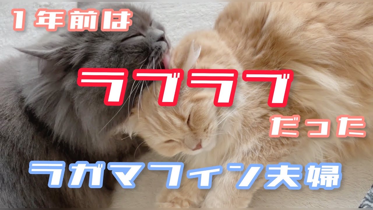 昔はラブラブだったラガマフィン夫婦