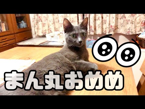 【猫】猫のまん丸お目目は危険信号！？