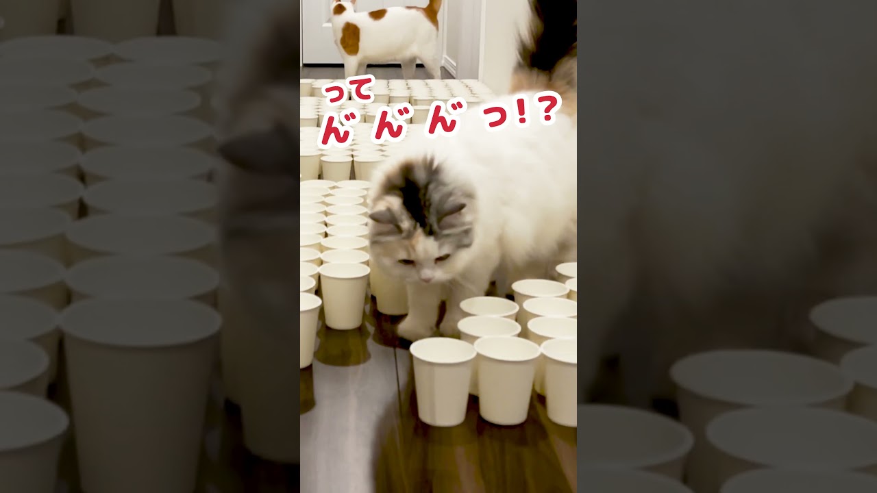 紙コップに顔がはまらない猫 #Shorts