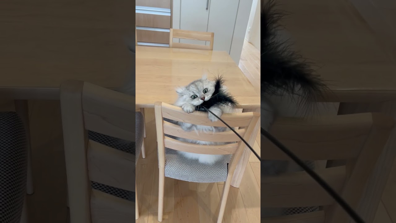 羽毛と戦うもふもふ猫 【サイベリアン】 #Shorts