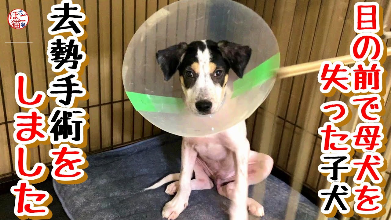 【子犬　手術　子猫】　目の前で母犬を失った子犬　手術をしました