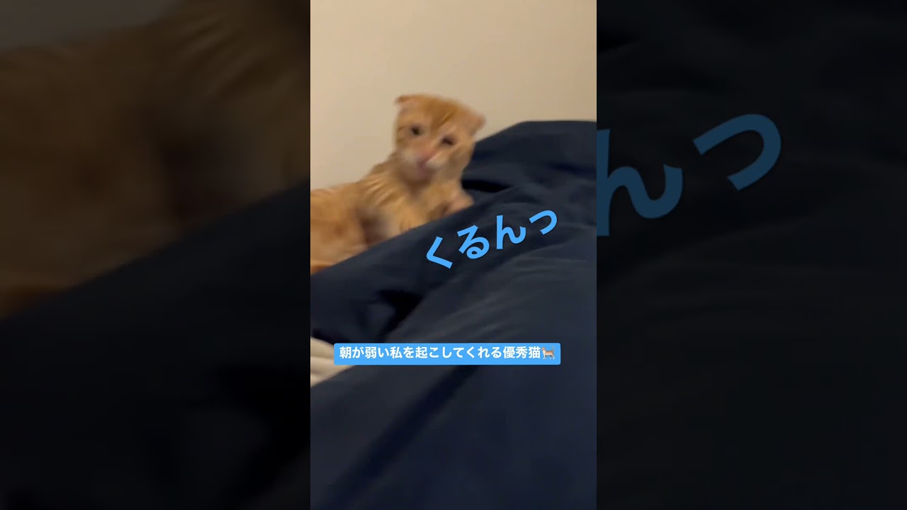 ゴツんゴツん当たってますよ。 #キンカロー #猫 #cat #子猫 #猫のいる暮らし #catlover #고양이 #catvideos #catlovers #catvideo