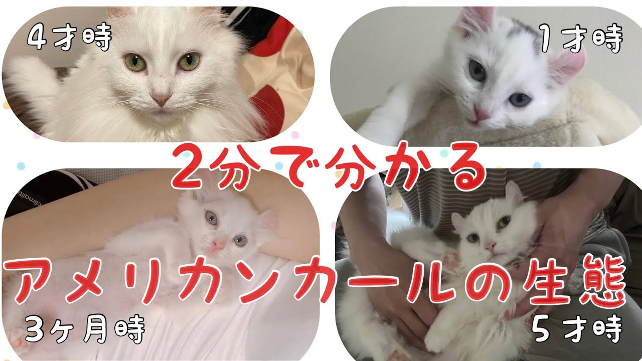 アメリカンカールの特徴【アメリカンカール】【ノルウェージャン】【猫】【生態】
