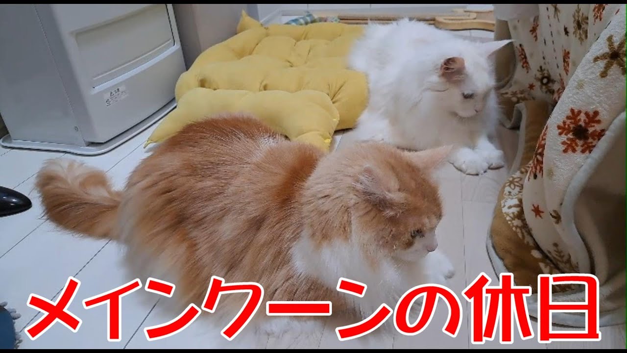 メインクーンの休日