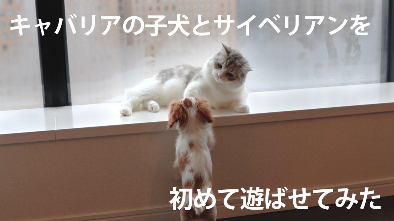 キャバリアの子犬とサイベリアンの猫を、初めて遊ばせてみた