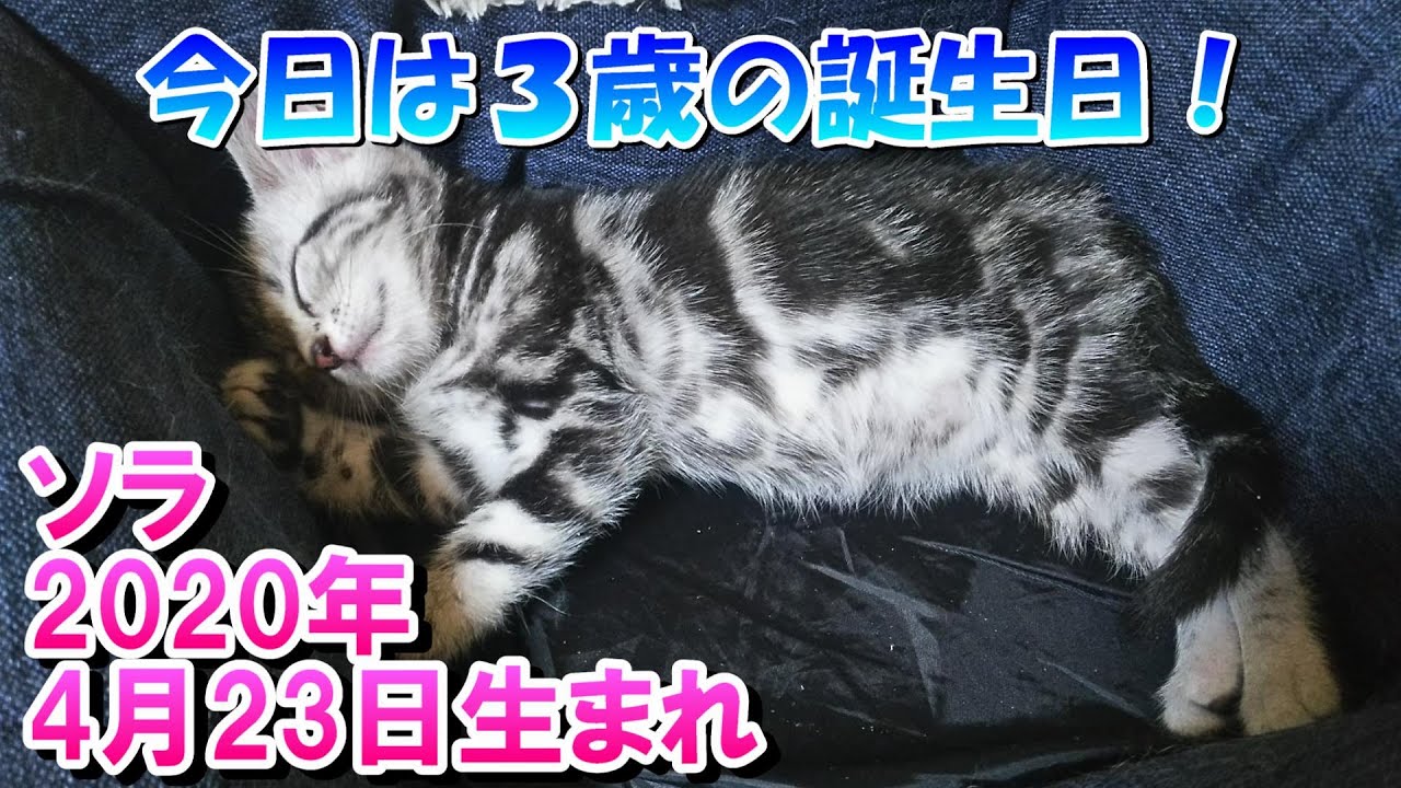 ３歳の誕生日！子猫が３歳になるとどうなったか（アメリカンショートヘアのソラ）