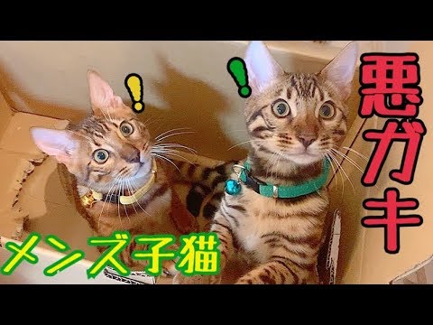 ヤンチャなメンズベンガル子猫2匹に密着！