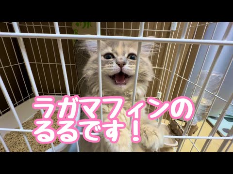 甘えん坊な生後2ヶ月の子猫【ラガマフィン】