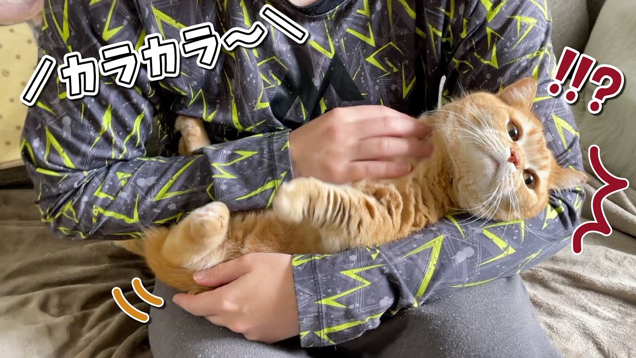 パパがもふってる最中にごはんが出てきた時の切り替えの早さが凄すぎたw