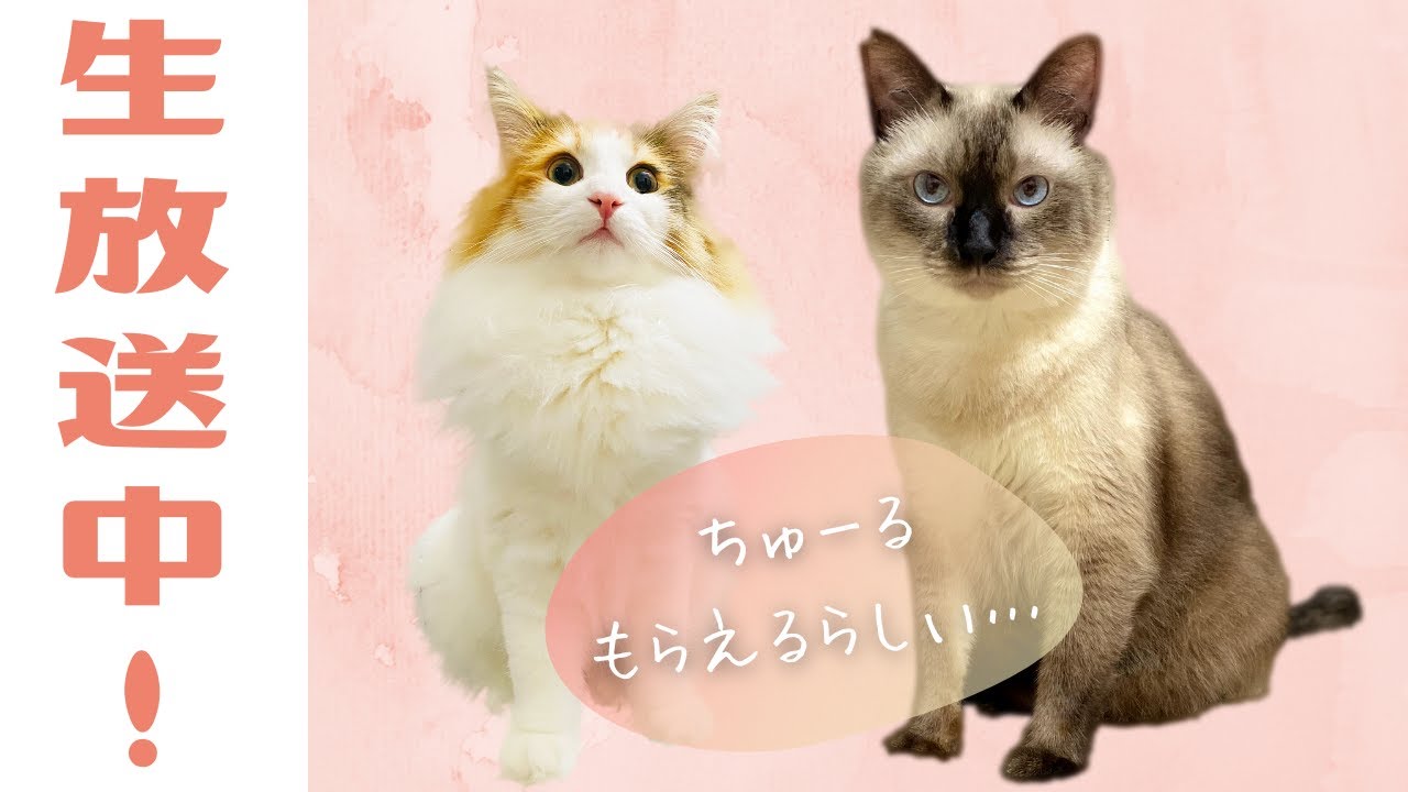お薬頑張った子にはちゅーる！からの「めしくれの舞」！保護猫＆美人猫のはちゃめちゃ生放送！【シャム猫・シャムミックス/ノルウェージャンフォレストキャット】