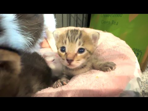 【保護猫一家】子猫の成長が著しくて、かわいすぎる！
