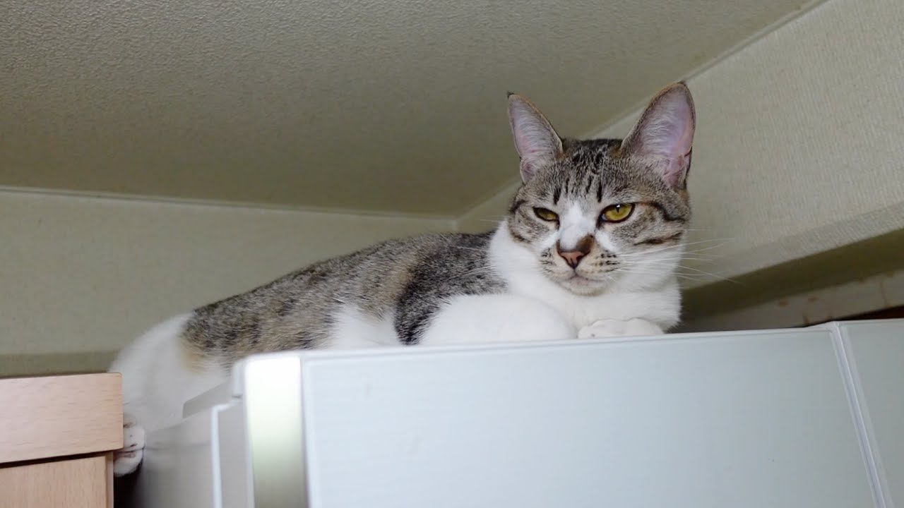 買い物から帰ると子猫が機嫌を損ねていました…