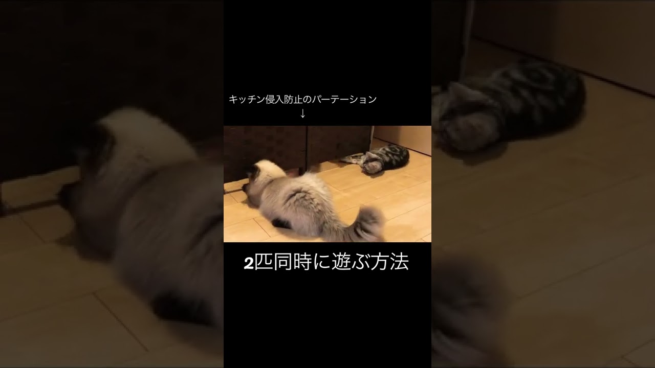 【ヒマラヤン】一緒に遊ぼう【多頭飼い】