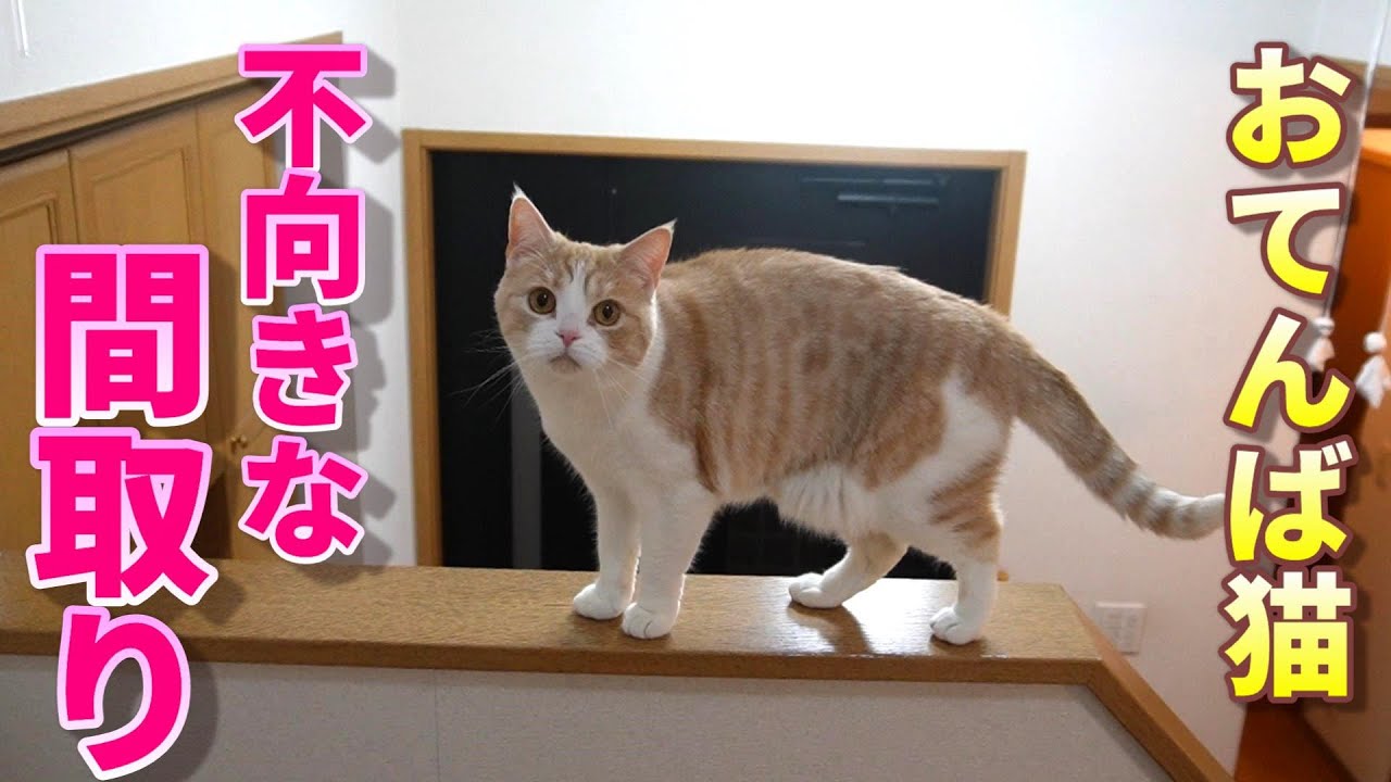 おてんば猫には不向きな間取りの家です涙【スコティッシュフォールド】【アビシニアン】