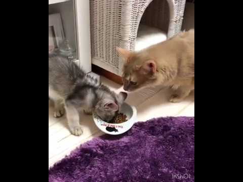 シルバーソマリの子猫〜お迎えの１日〜