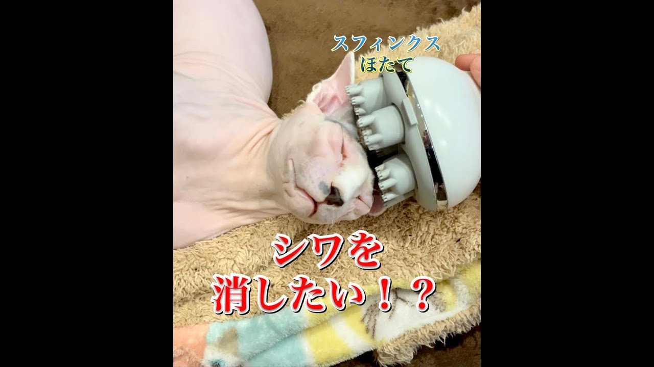シワが気になるスフィンクス猫　ほたて