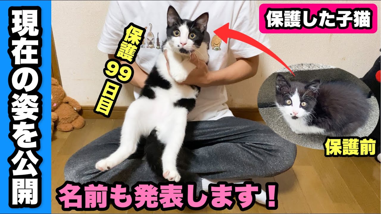 保護して99日経った子猫の現在の姿＆名前を公開します！【母親とはぐれた子猫】