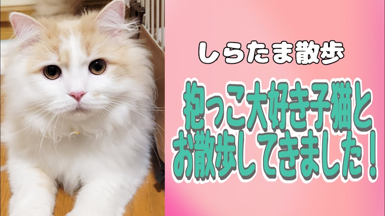 【子猫】抱っこ大好き子猫とお散歩するとこうなります⋯#ラガマフィン #猫動画 #cat #子猫