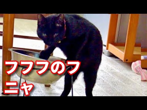 【留守番子猫のパラダイス！】@taipi 【切り抜き】