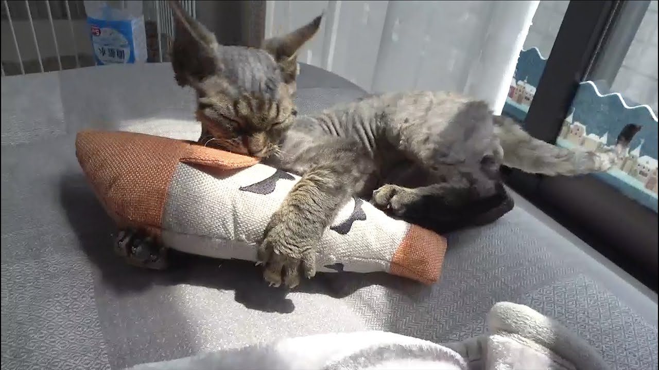 魚のおもちゃを蹴り蹴りするデボンレックス子猫です(Devon Rex kitten kicking a fish-shaped toy)