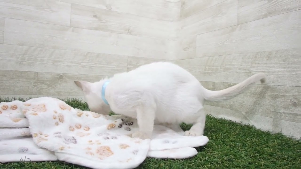 Coo&RIKU　No00630712 トンキニーズ