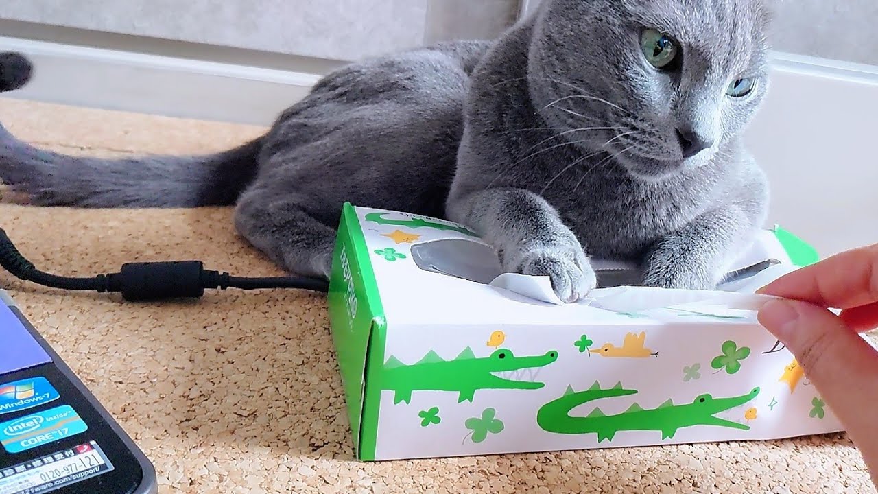 【猫動画】嫁からティッシュを守るロシアンブルー【russianbule】Russian Blue protects his tissue from his wife