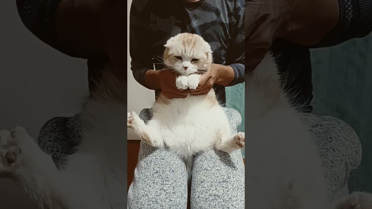 やっぱりぬこになれなかった猫🤣 #スコティッシュフォールド