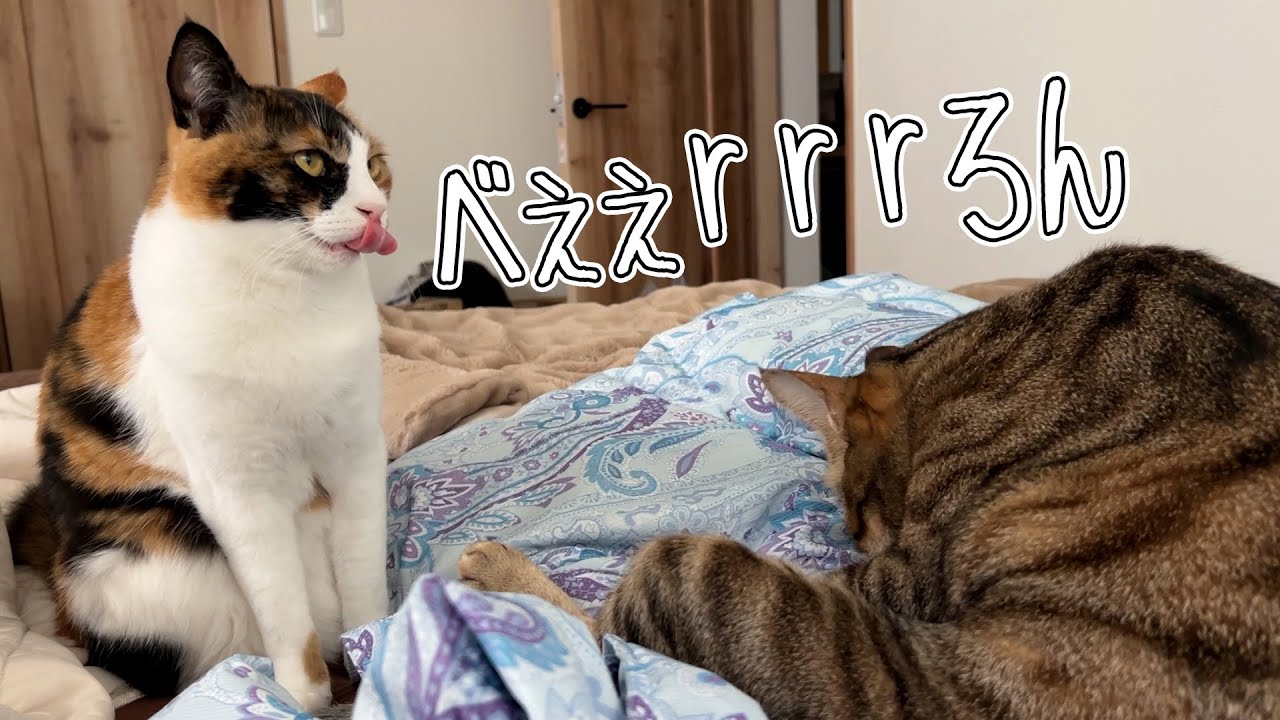 今更だがうちのねこ達少し仲が良すぎないか？