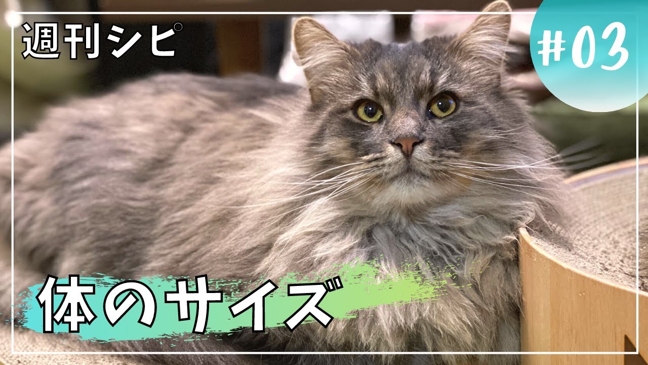 【週刊シピ3】狭いとこ好き？大きい猫のベッド問題【サイベリアン】