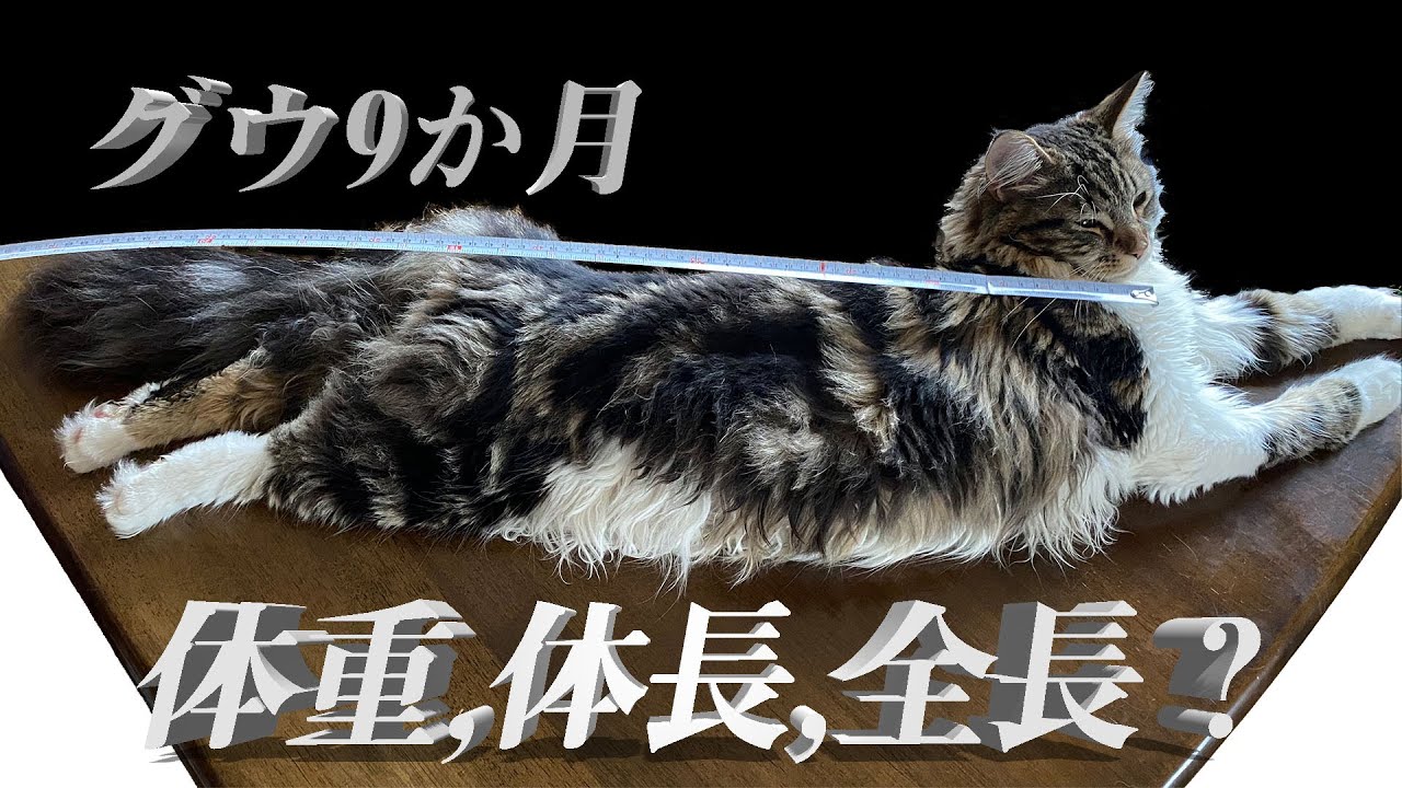 メインクーン♂9ヶ月の体重,全長,体長,体高は？グウはどれくらい成長したのかな？