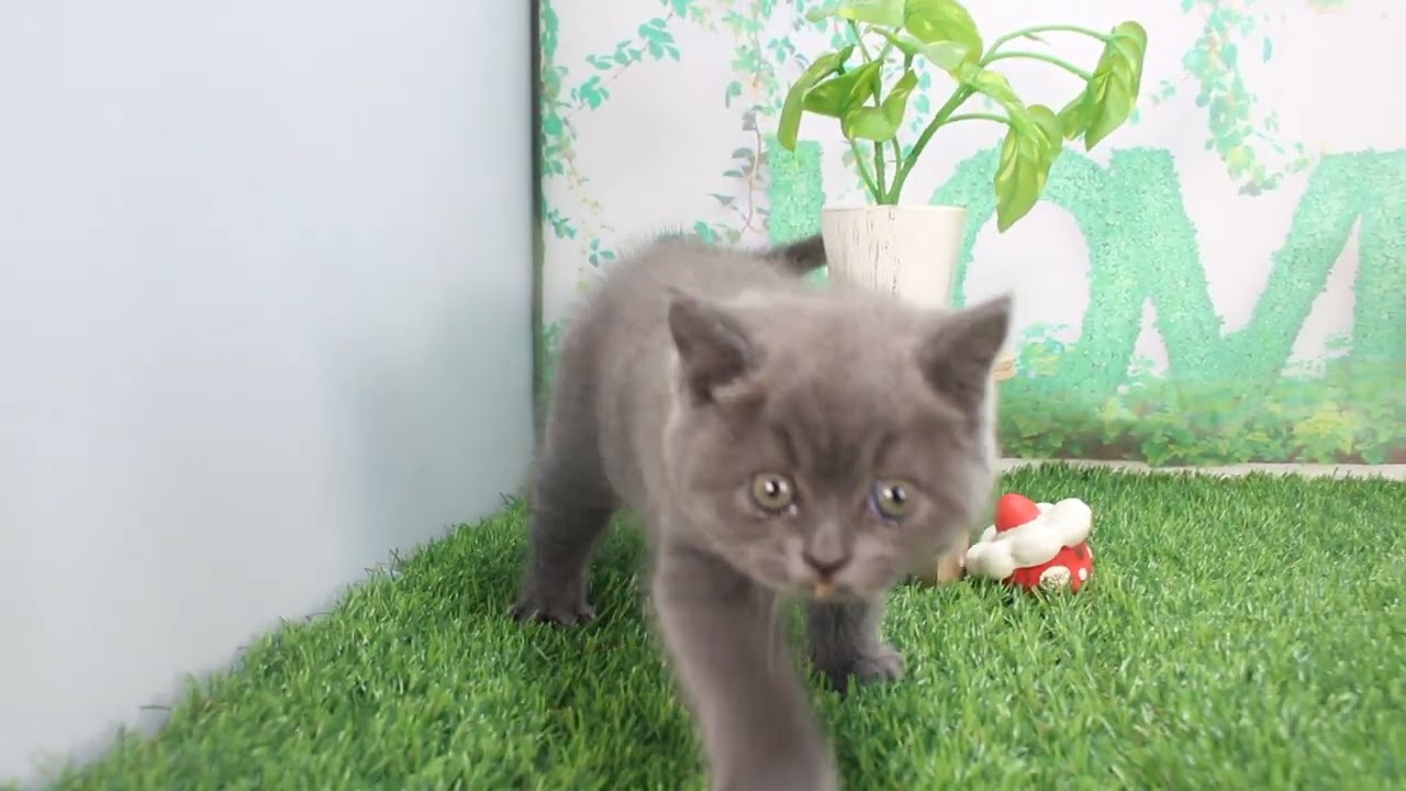 Coo&RIKU　No624225 ブリティッシュショートヘアー