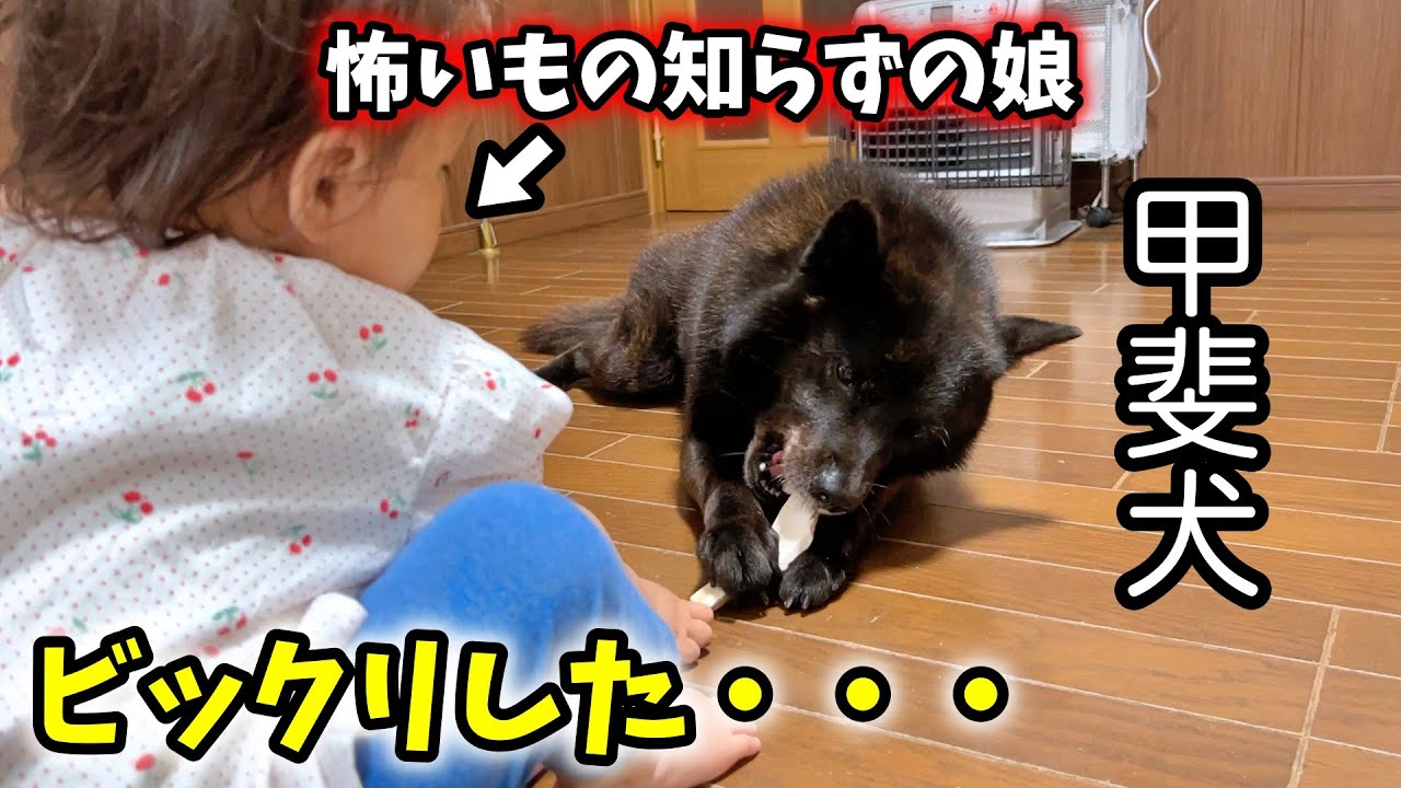 娘に大好物を取られそうになった甲斐犬の行動がこちら