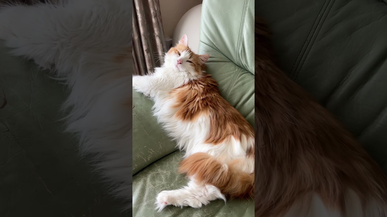 リラックスしている猫#shorts 【マリー（メインクーン）】