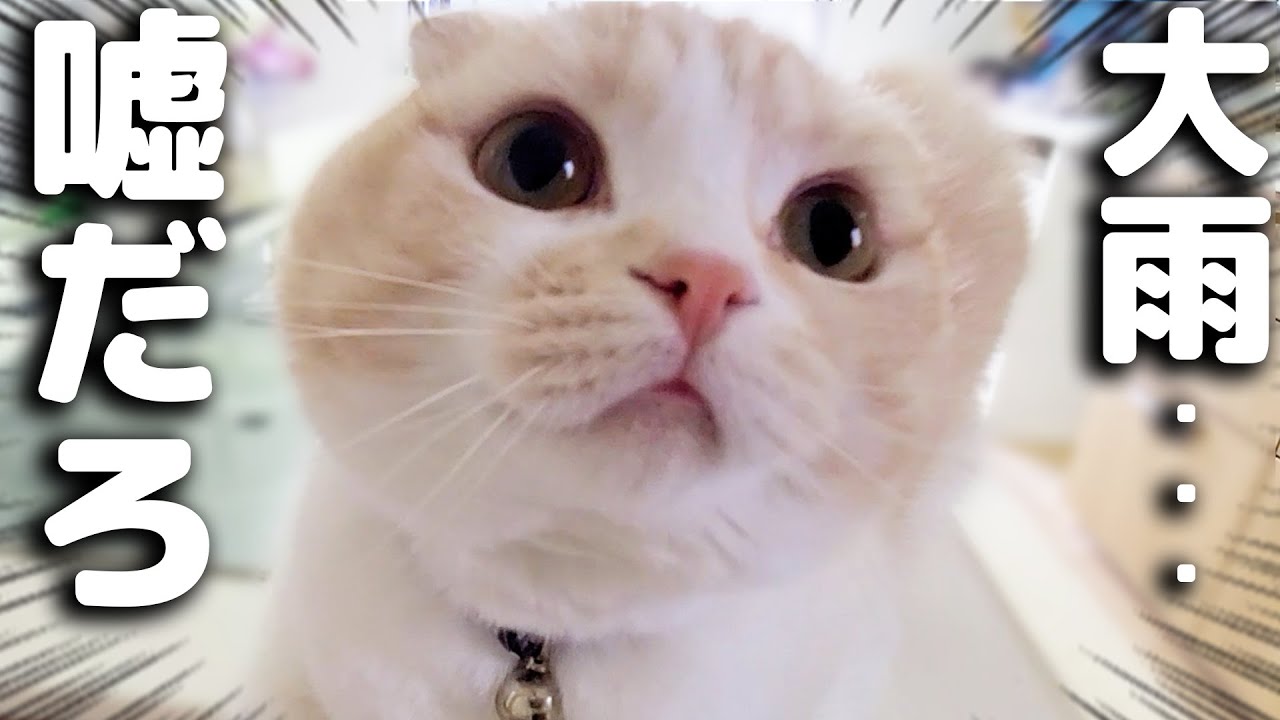 楽しみにしてた散歩が大雨で中止になっちゃった子猫がこちら...