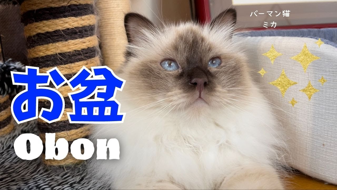 聖なるイベントやニャ【お盆】Obon（バーマン猫）Birman/Cat