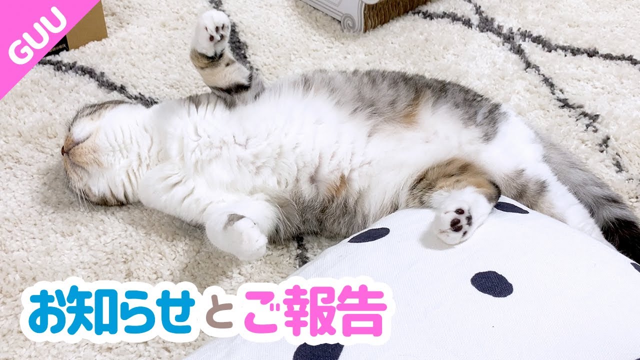 お知らせとご報告です［スコティッシュフォールド］