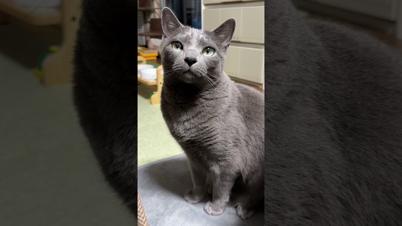 【ロシアンブルー】今日のめろんはこんな感じ🤭【猫】#shorts