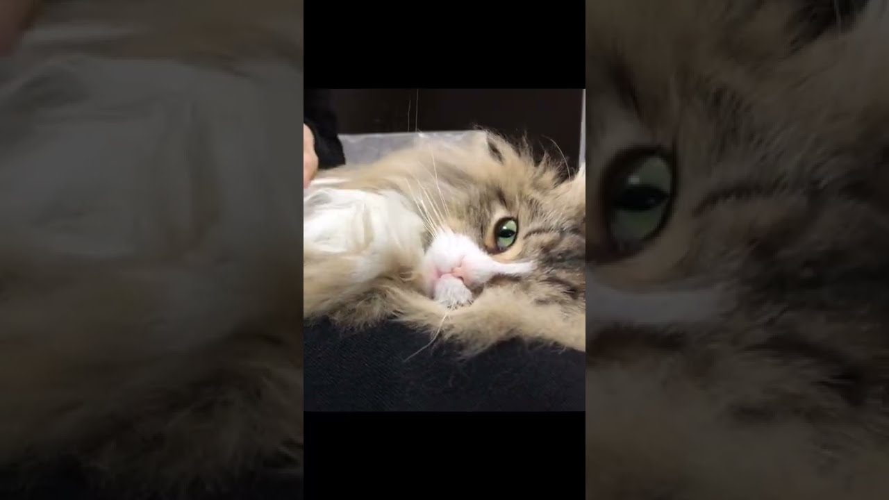 観念してブラッシングされる猫【サイベリアン】