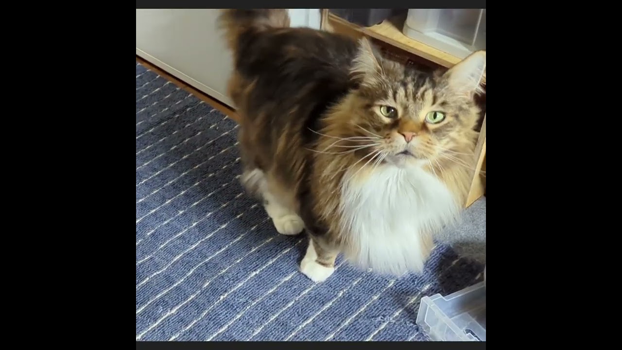 【メインクーン】ゴハンちょうだい【猫の鳴き声】 #北海道 #大型猫種 #メインクーン#猫との暮らし