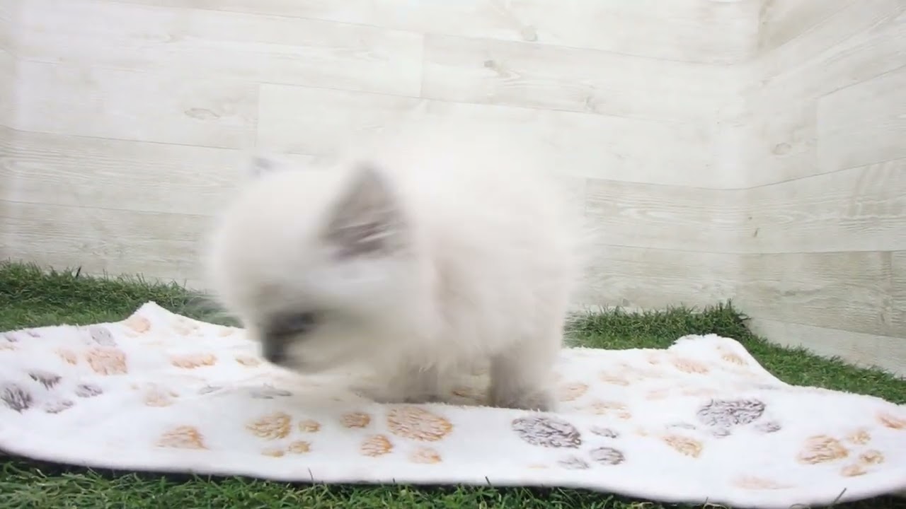 ペットショップcoo&riku No.00627231 ヒマラヤン00627231 ヒマラヤン