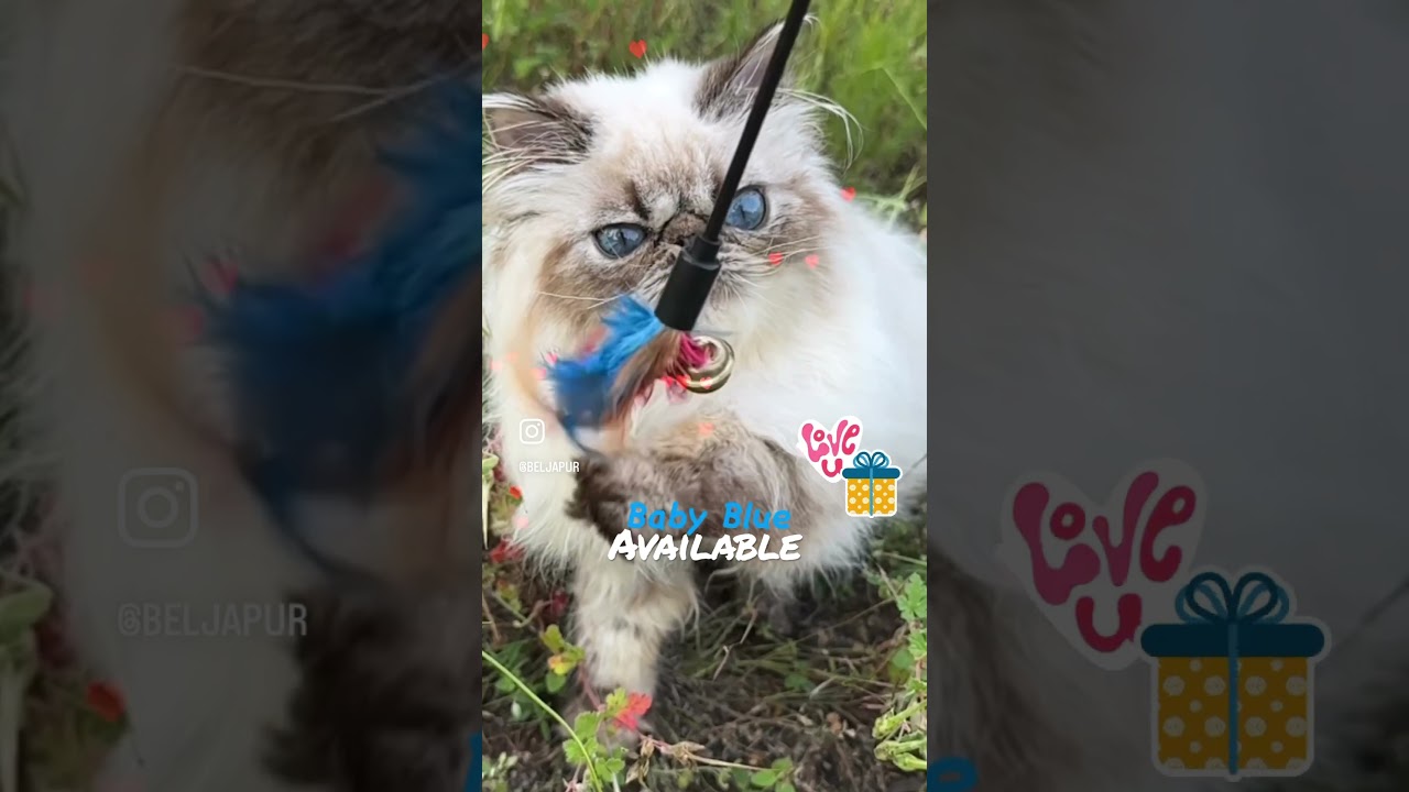 #cat #cute #kitten #pets #cutecatgroup