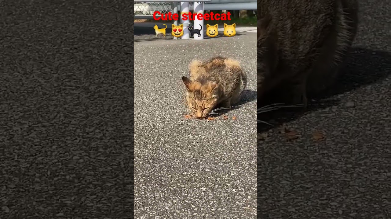 feeding cute streetcats in kochi Shi,japan Part-8 #日本 #猫 #地域猫 #ねこ動画 #かわいい猫 #shorts #india #cat #cats