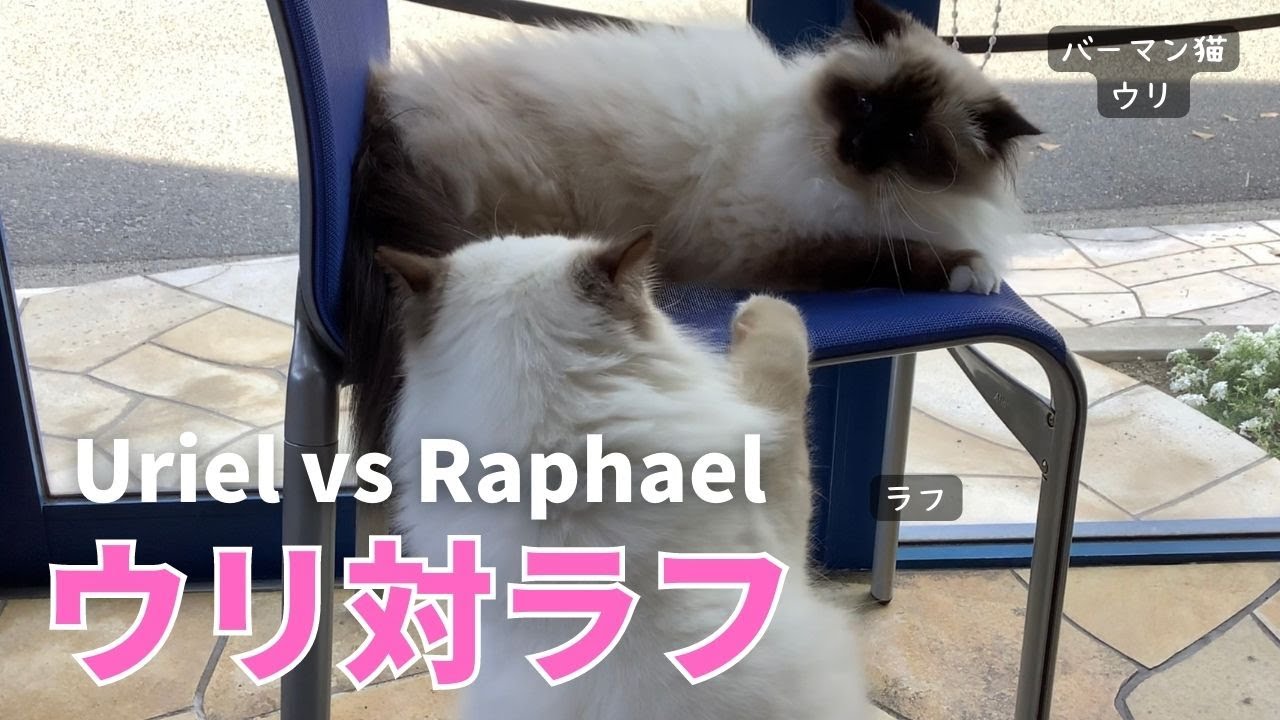 バーマン猫姉妹【ウリ対ラフ】Uriel vs Raphael（バーマン猫）Birman/Cat
