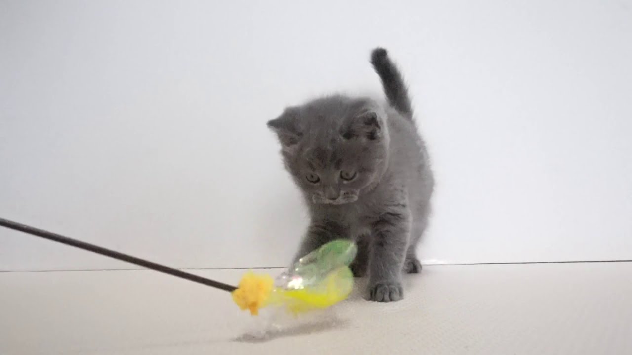 セルカークレックス子猫　2019.12.1産れ　ブルー　男の子　シーダキャット猫のお店