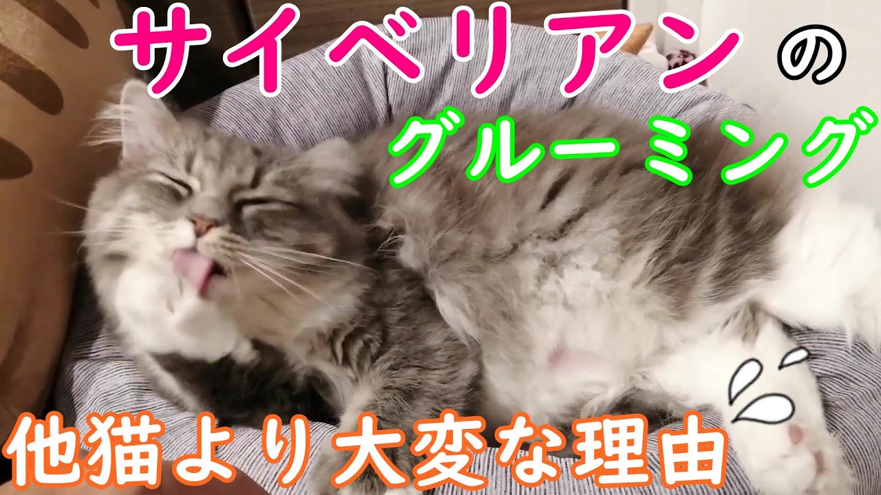 サイベリアンは長毛種なので、毛づくろいがとても大変です…。【サイベリアンのラフィ#58】