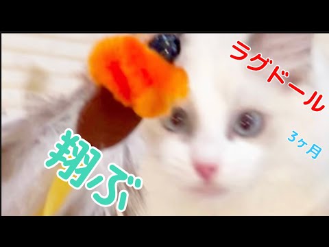【ラグドール】猫じゃらしの威力がすごいっ！【子猫】   #shorts