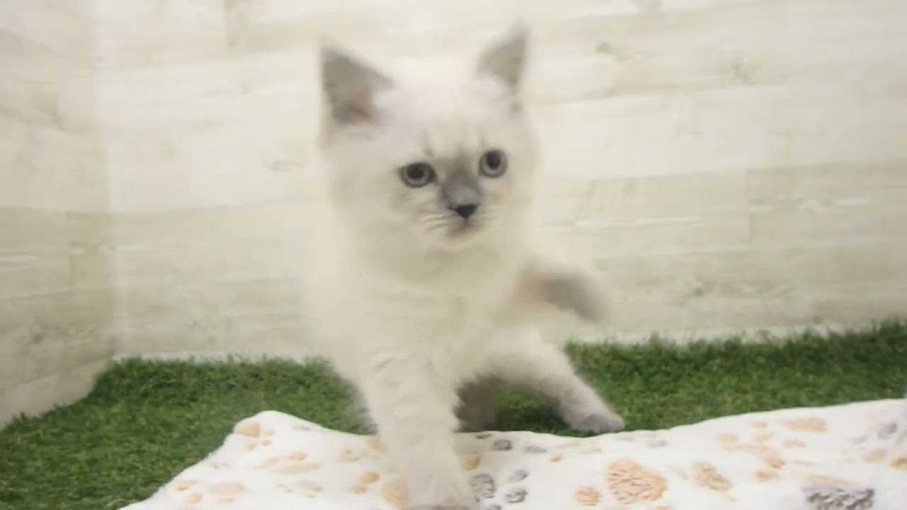 ペットショップcoo&riku No.00628412 ヒマラヤン